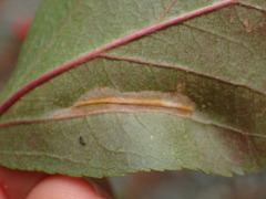 Phyllonorycter blancardella group