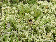 Teucrium gnaphalodes