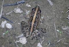 Leptodactylus fuscus