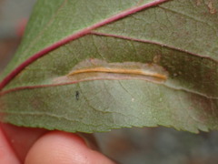 Phyllonorycter blancardella group