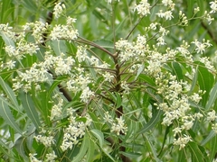 Azadirachta indica image