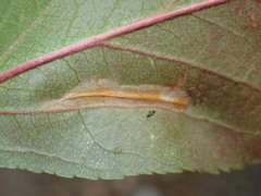 Phyllonorycter blancardella group
