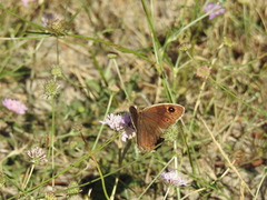 Satyrus actaea