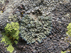 Lecanora sierrae