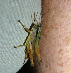 Dichromorpha elegans