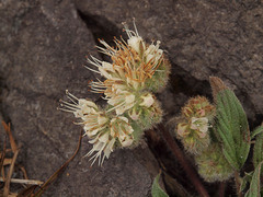 Phacelia hastata compacta
