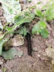 Lepidoptera