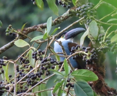 Andigena nigrirostris