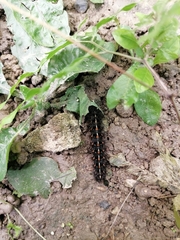 Lepidoptera