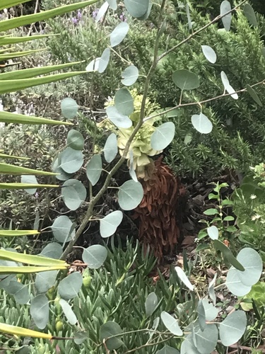 photo of Eucalyptus (Eucalyptus)