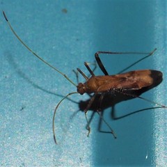 Paraxenetus guttulatus