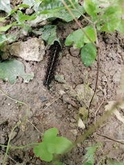 Lepidoptera