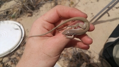 Aspidoscelis marmoratus