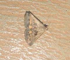 Acantholipes