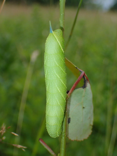 Twin-spotted Sphinx