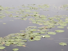 Nymphaea candida