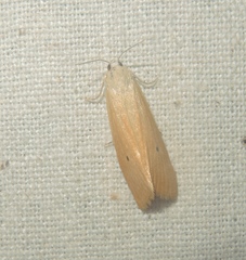 Scirpophaga incertulas