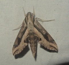 Hippotion velox