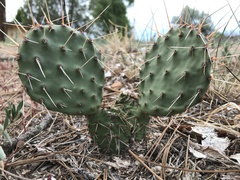 Opuntia cymochila