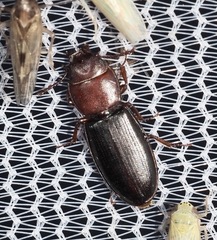 Tenebroides collaris
