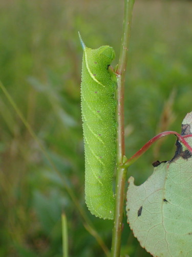 Twin-spotted Sphinx