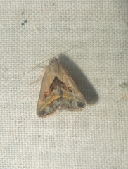 Acantholipes