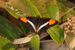 Adelpha syma