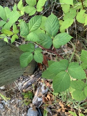 Rubus bifrons