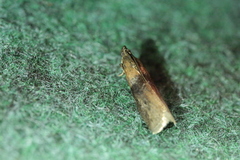 Sciota fumella