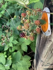 Rubus bifrons