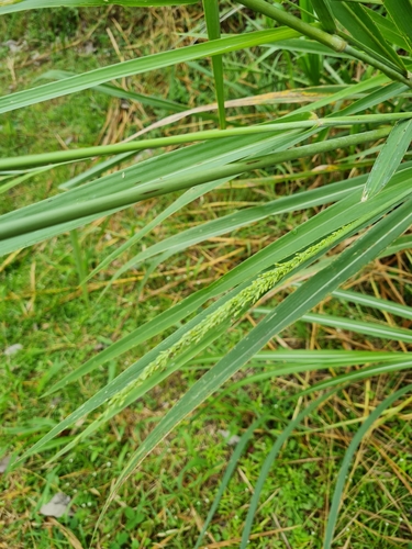Megathyrsus maximus image