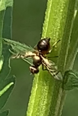 Rivellia flavimana