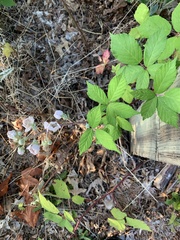 Rubus bifrons