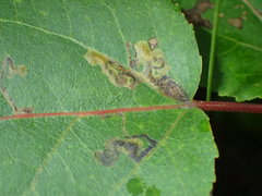Stigmella populetorum
