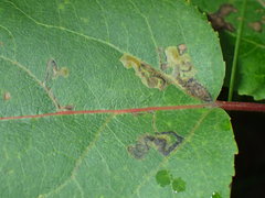 Stigmella populetorum