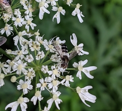 Leucozona laternaria