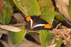 Adelpha syma
