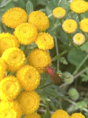 Rhagonycha fulva