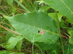 Stigmella slingerlandella