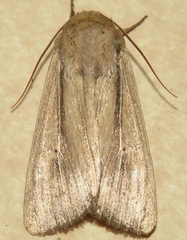 Leucania phragmitidicola