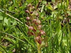 Dactylorhiza viridis