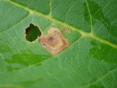 Stigmella slingerlandella