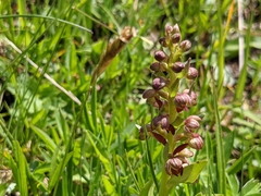 Dactylorhiza viridis