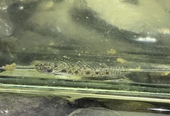 Ctenogobius smaragdus