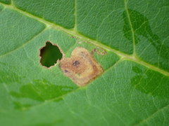 Stigmella slingerlandella