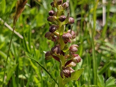 Dactylorhiza viridis