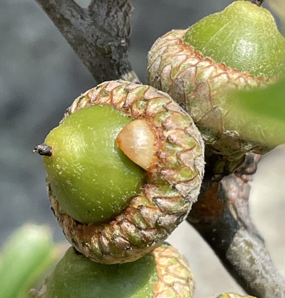 Woolly Catkin Gall Wasp