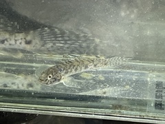 Ctenogobius smaragdus