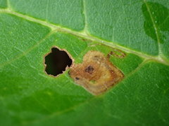 Stigmella slingerlandella