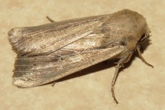 Leucania phragmitidicola